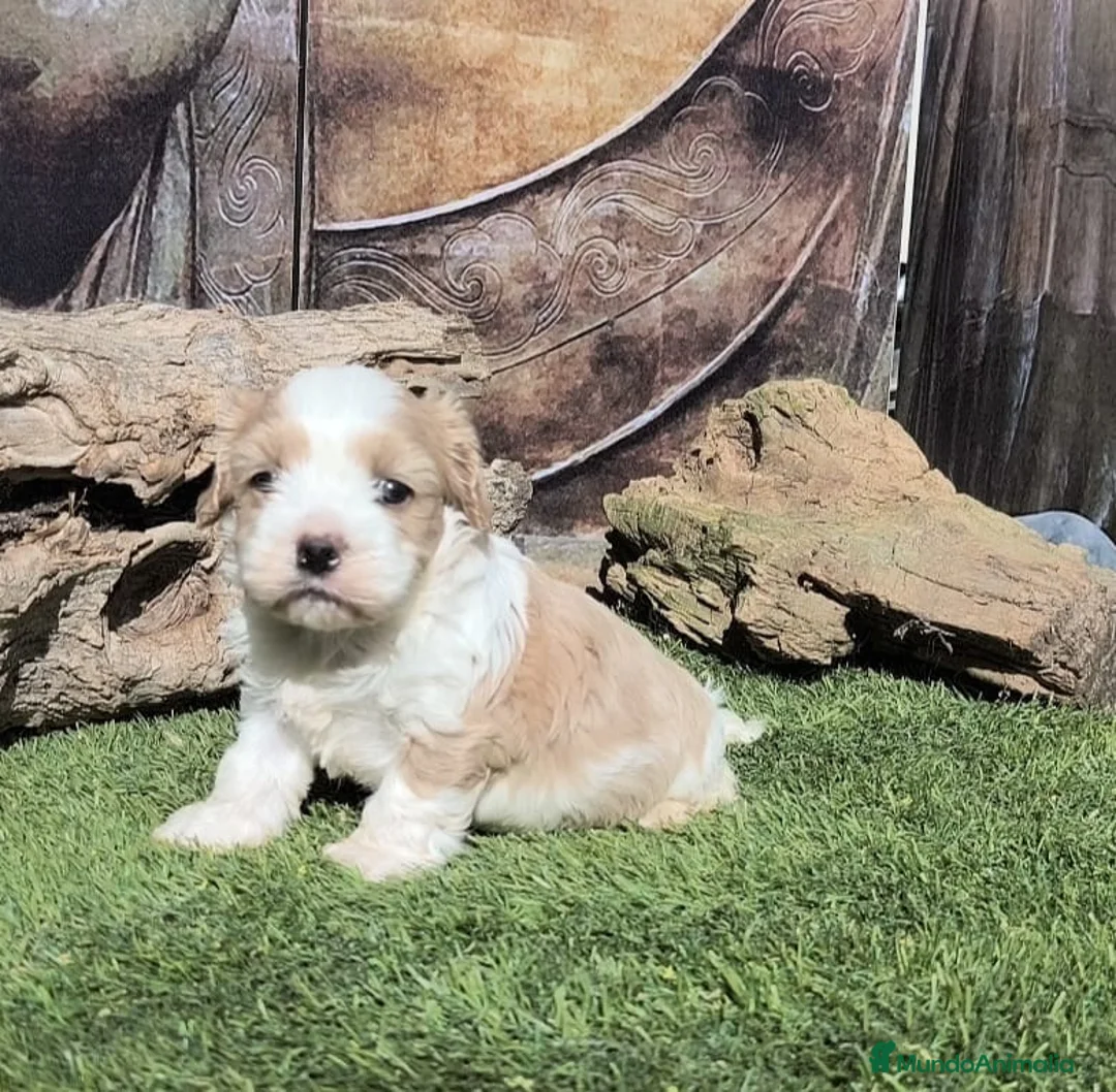 Raza Mixta perros en venta: Maltalier  - Anuncio 1