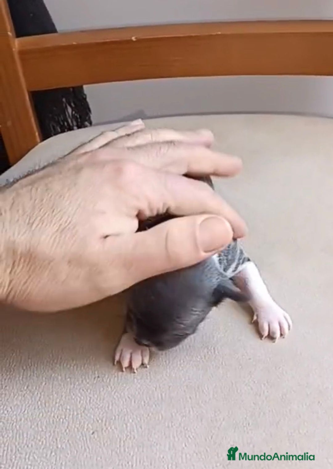 Chihuahua perros en venta: Chihuahua Mini toy blue - Anuncio 5