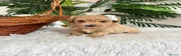 Maltipoo perros en venta: MALTIPOO MACHOS  - Anuncio 19