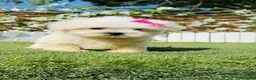Bichón Maltés perros en venta: BICHON MALTES - HEMBRA - Anuncio 2