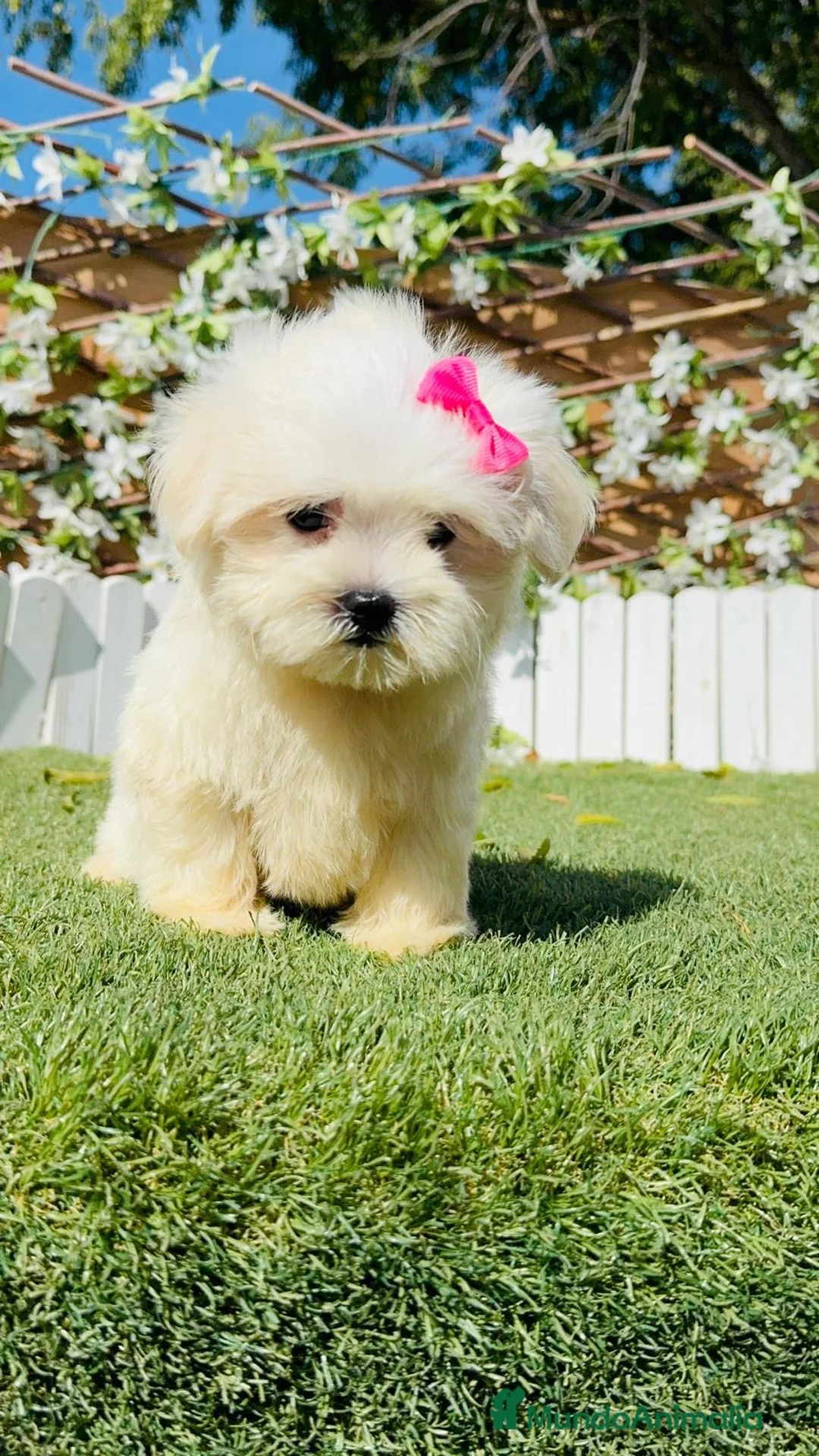 Bichón Maltés perros en venta: BICHON MALTES - HEMBRA - Anuncio 2