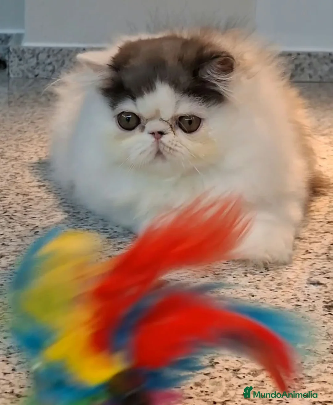 Persa gatos en venta: Precioso Gatito persa - Anuncio 8