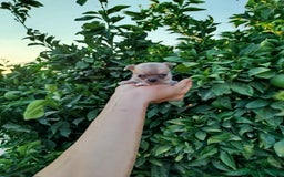 Chihuahua perros en venta: Chihuahua toy  - Imagen 3