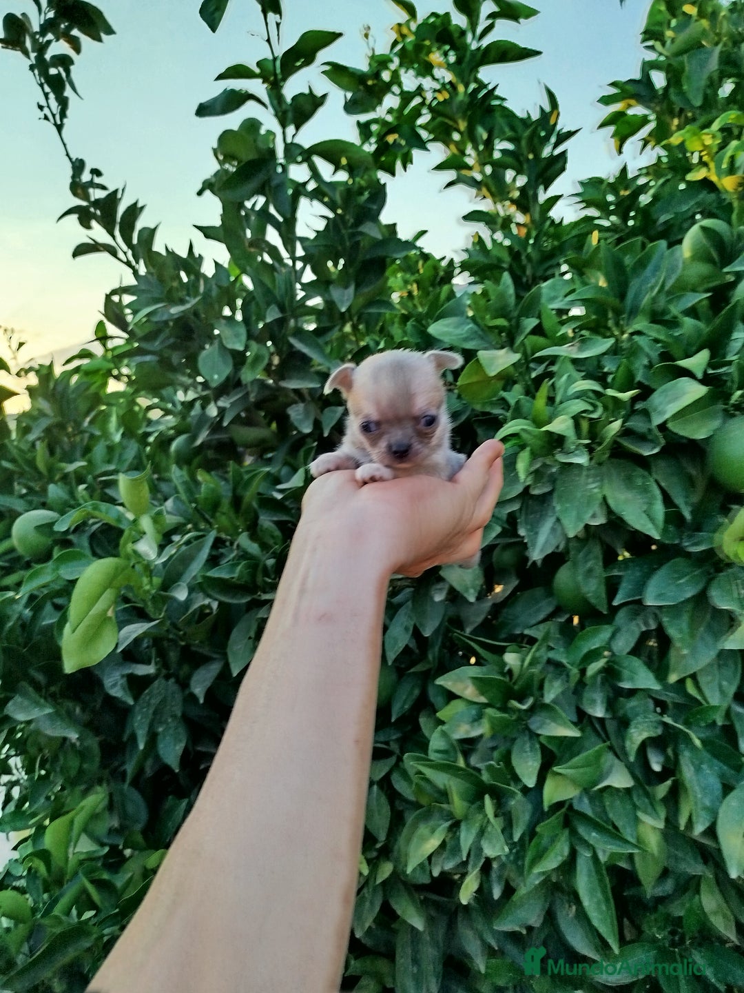 Chihuahua perros en venta: Chihuahua toy  - Imagen 3