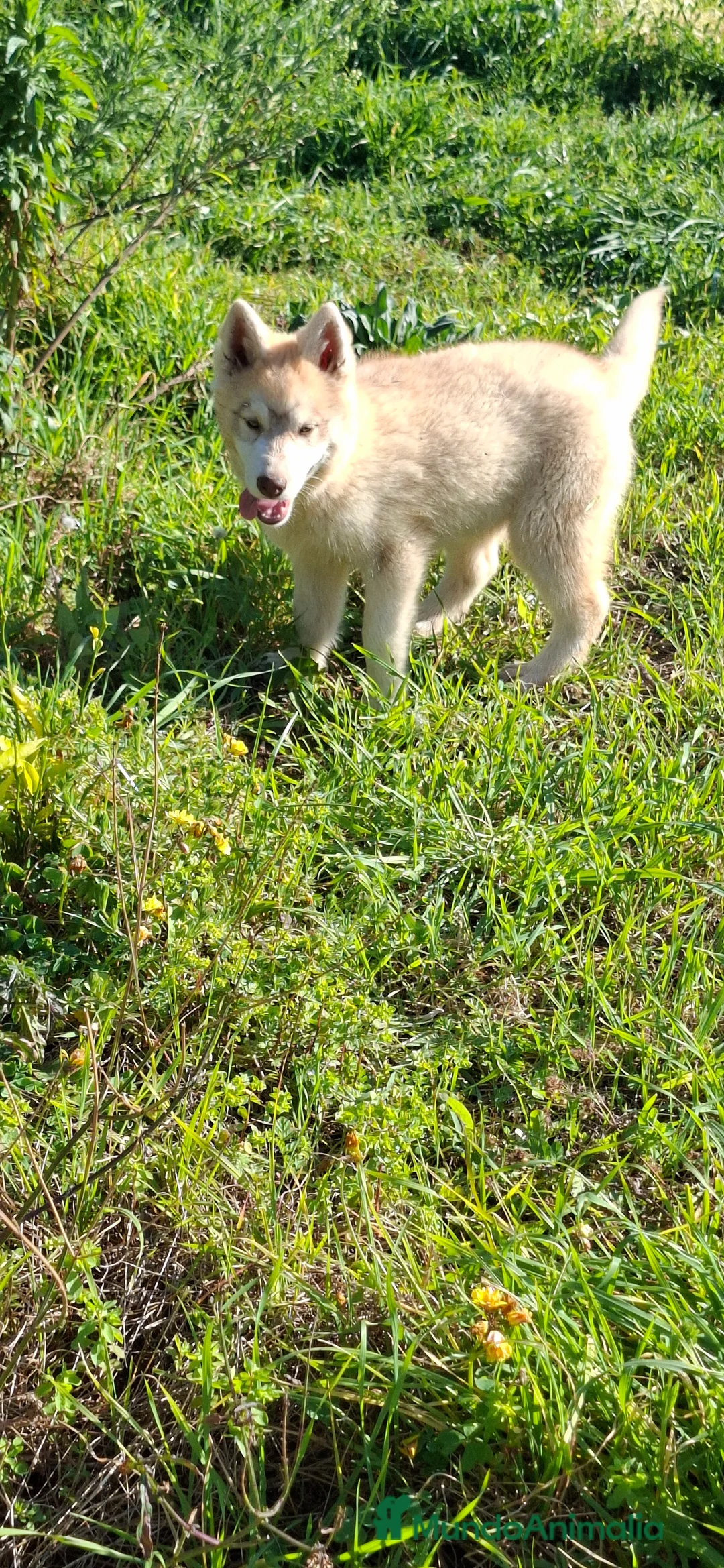 Husky Siberiano perros en venta: Cachorro husky - Anuncio 4
