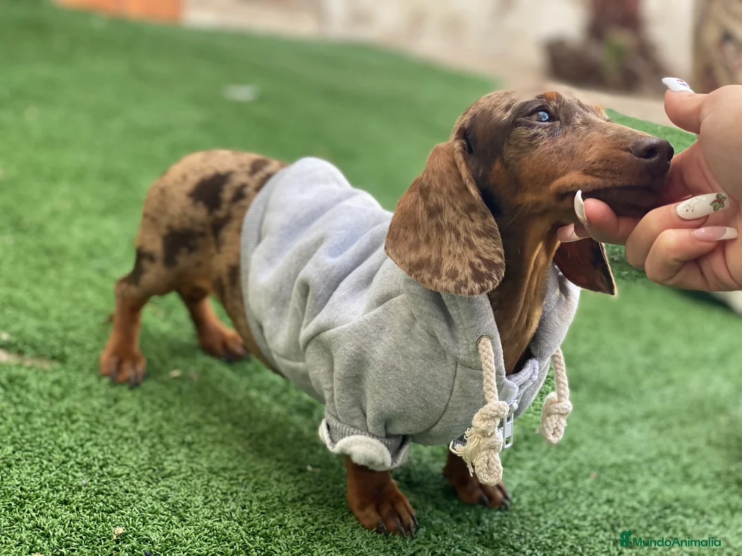 Imagen de galería {{count}}