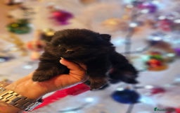 Pomerania perros en venta: CAMADA DE POMERANIA TOY  - Anuncio 2