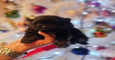 Pomerania perros CAMADA DE POMERANIA TOY  - Anuncio 10