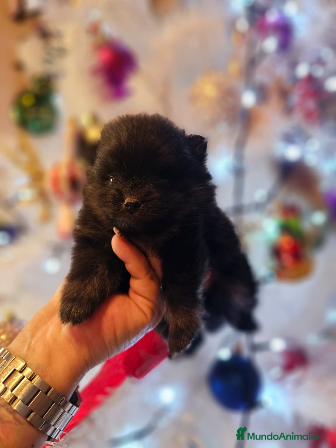 Pomerania perros en venta: CAMADA DE POMERANIA TOY  - Anuncio 2