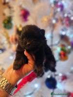 Pomerania perros CAMADA DE POMERANIA TOY - Anuncio 2