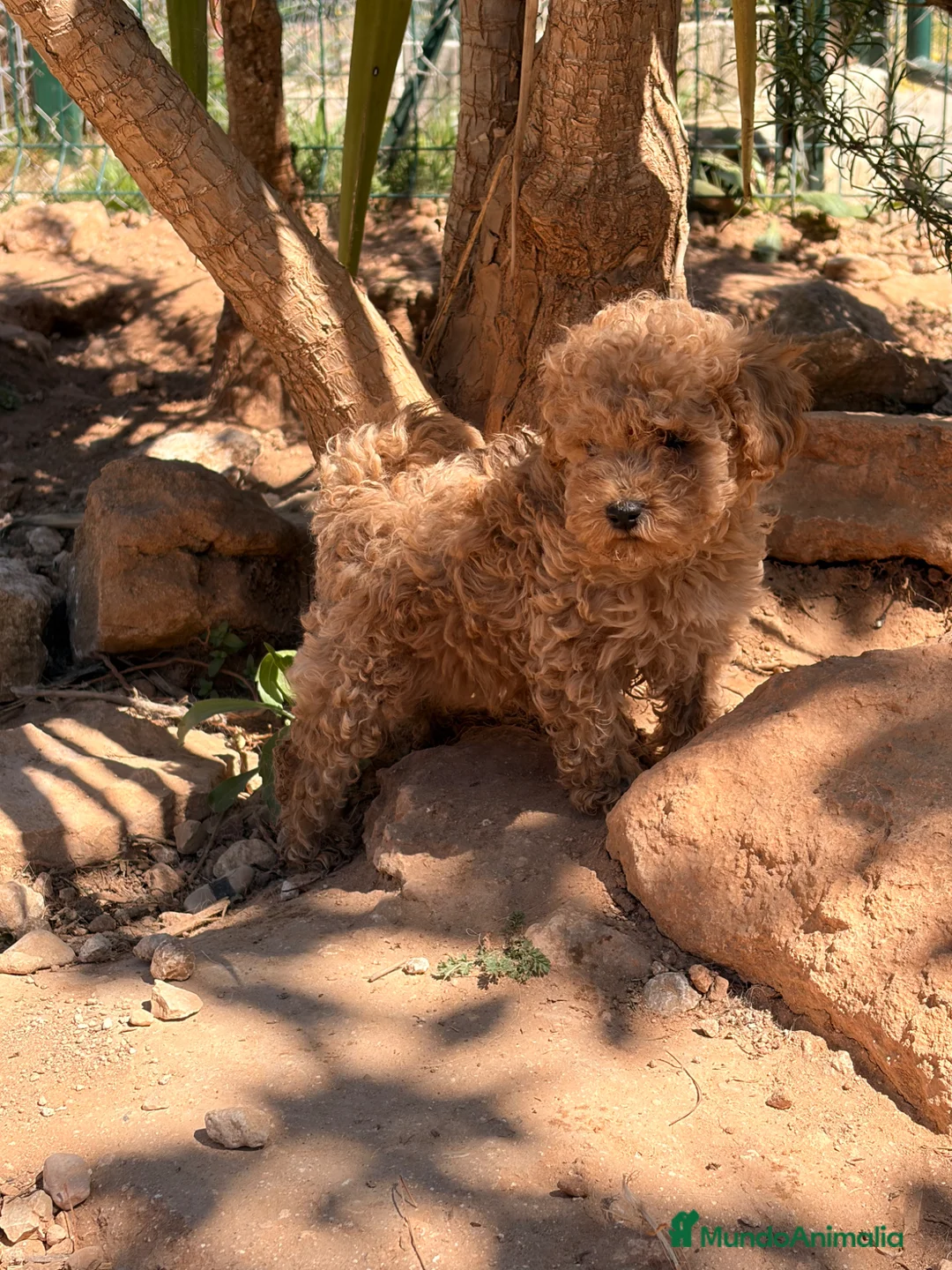 Caniche Toy perros en venta: Caniche toy espectacular  - Anuncio 2