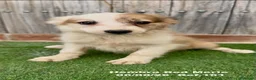 Border Collie perros en venta: Border Collie - Anuncio 4