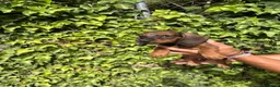Teckel Miniatura perros en venta: Cachorros de teckel - Anuncio 3