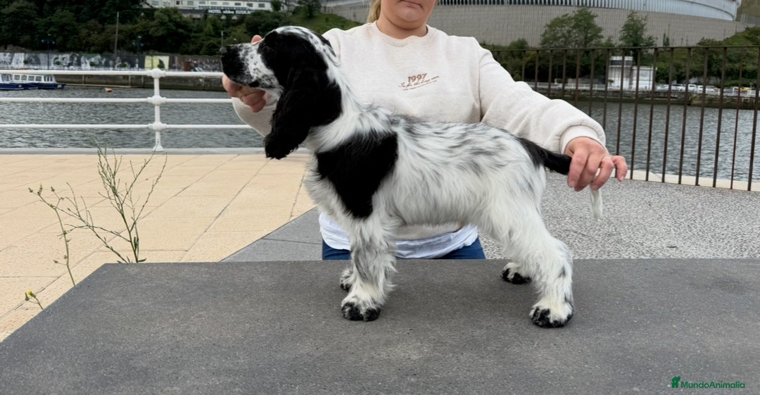 Cocker Spaniel Inglés perros en venta: Excelentes cachorros cocker spaniel ingles - Imagen 10