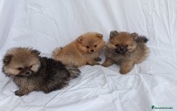 Pomerania perros en venta: PRECIOSOS MACHITOS CHIQUITINES DE POMERANIA - Imagen 1