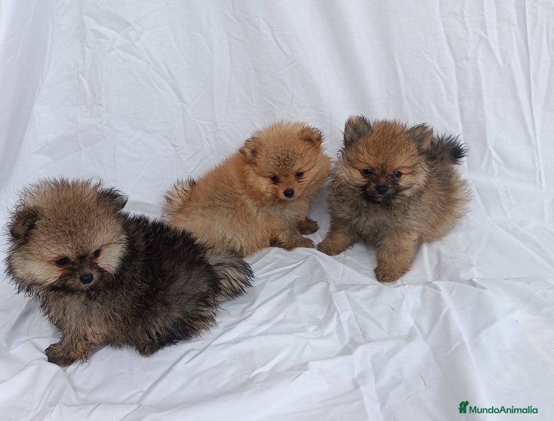 Pomerania perros en venta: PRECIOSOS MACHITOS CHIQUITINES DE POMERANIA - Imagen 1