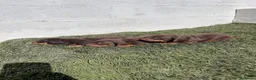 Teckel Miniatura perros en venta: Cachorros de teckel - Anuncio 4