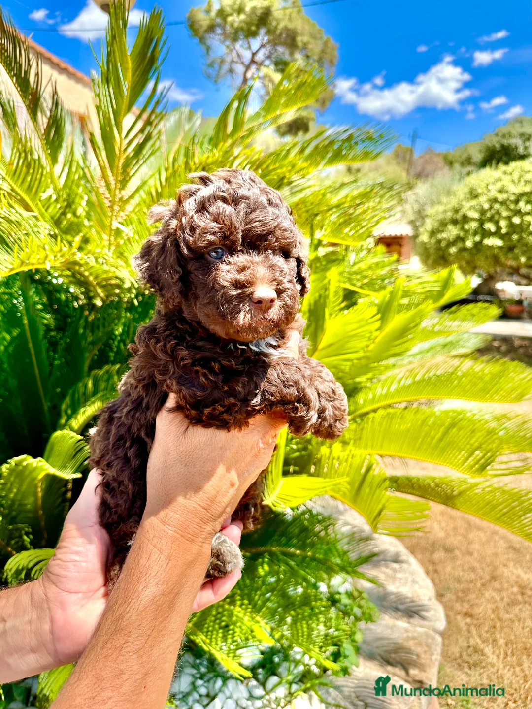 Perro de Agua Español perros en venta: Perro de Agua - Anuncio 1