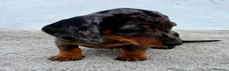Teckel Miniatura perros en venta: Teckel kaninchen Arlequín  - Anuncio 12