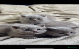 Británico de Pelo Corto gatos en venta: Cachorros british lilac - Imagen 5