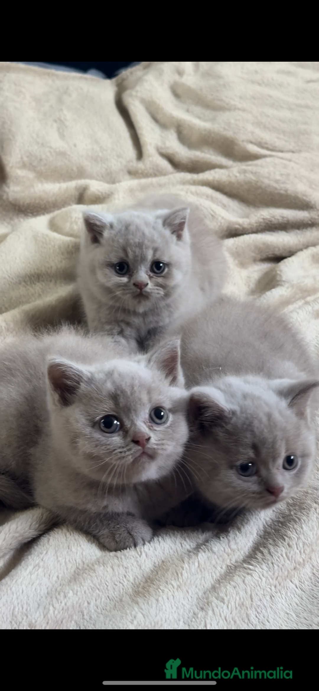 Británico de Pelo Corto gatos en venta: Cachorros british lilac - Imagen 5