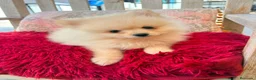 Pomerania perros en venta: Pomerania toy - Anuncio 13