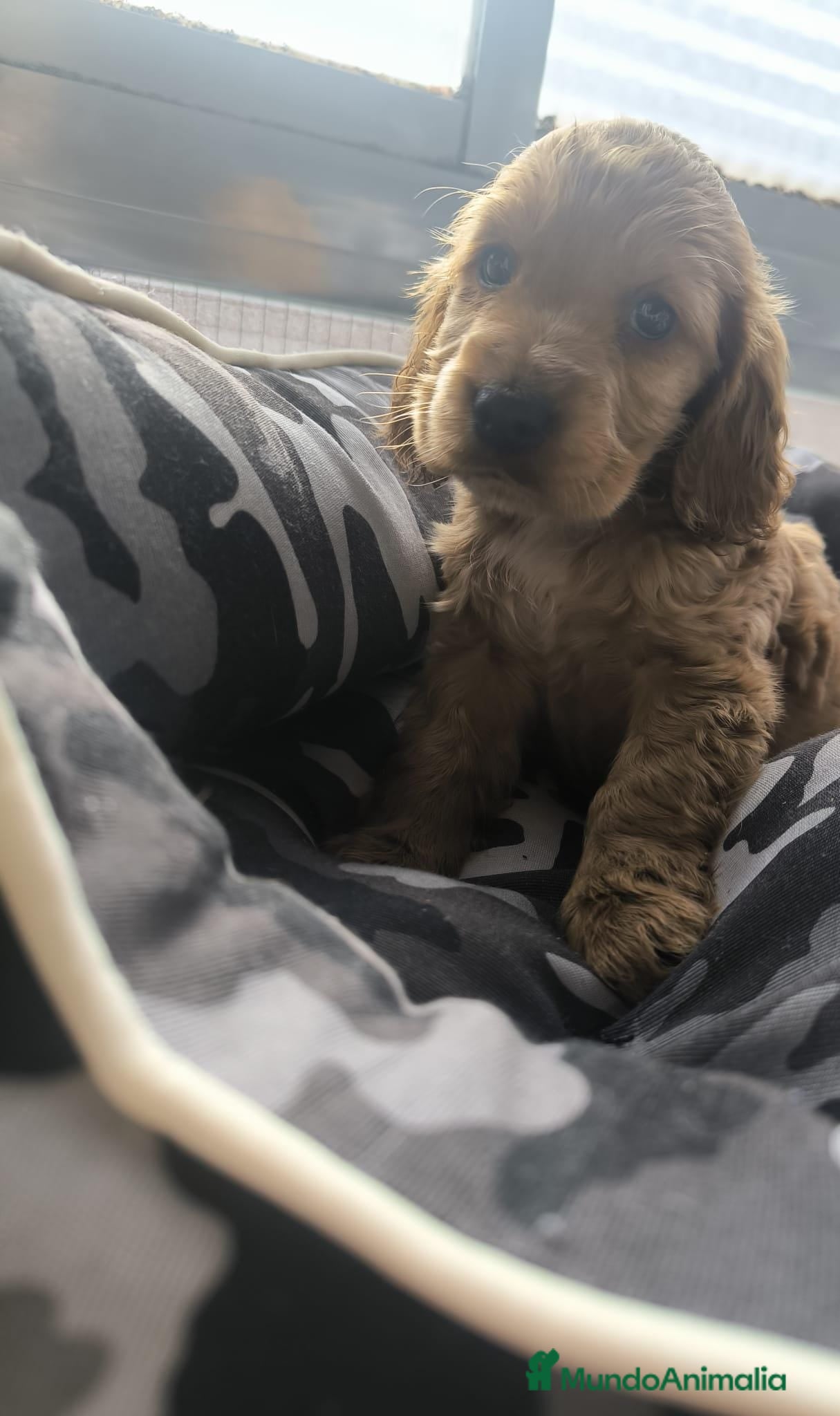 Cocker Spaniel Inglés perros Cocker spaniel inglés  - Anuncio 1