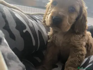 Cocker Spaniel Inglés perros Cocker spaniel inglés - Anuncio 1