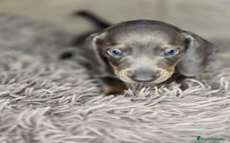 Teckel Miniatura perros en venta: Teckel blue  - Imagen 5