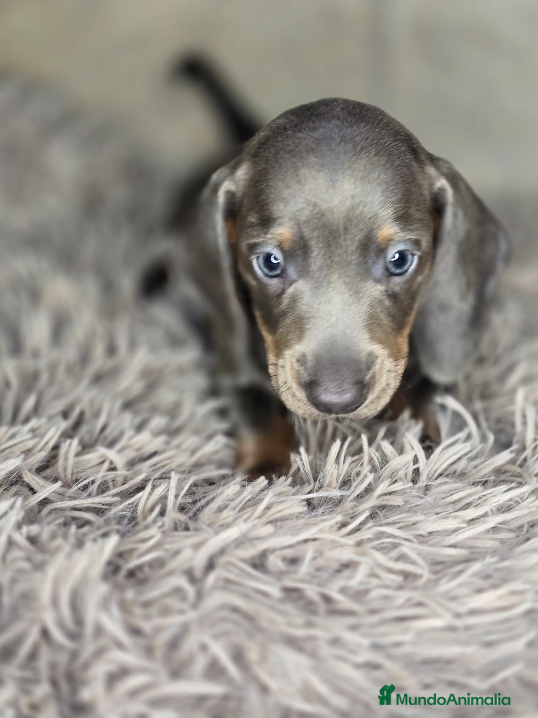 Teckel Miniatura perros en venta: Teckel blue  - Imagen 5