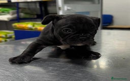 Bulldog Francés perros en venta: Bulldog francés  - Anuncio 2