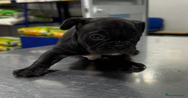 Bulldog Francés perros - Anuncio 10