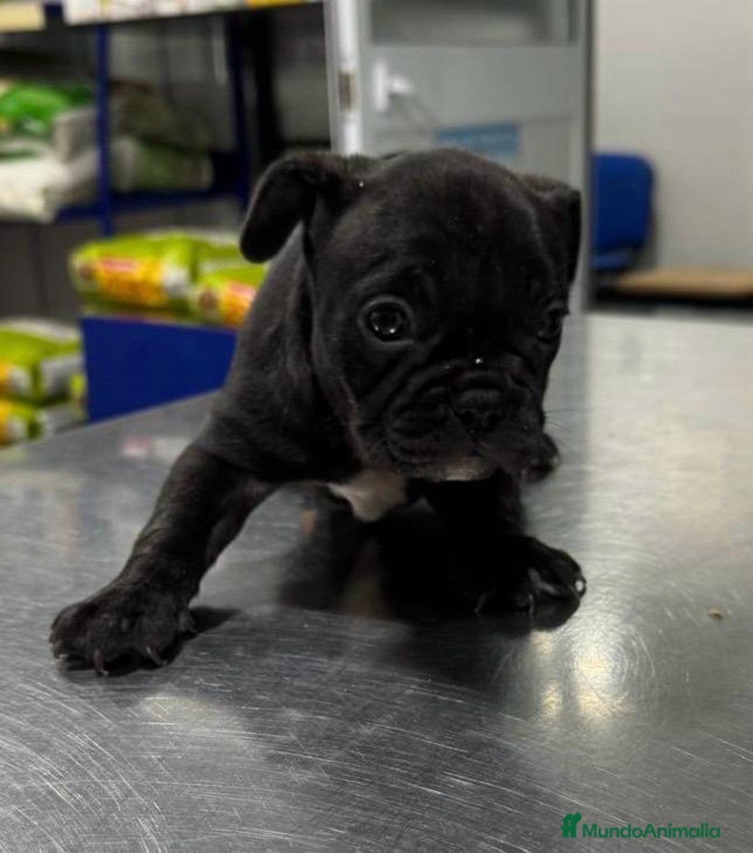 Bulldog Francés perros en venta: Bulldog francés  - Anuncio 2