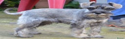 Schnauzer Miniatura perros en venta: Schnauzer miniatura sal y pimienta en Zamora - Anuncio 5