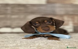 Teckel Miniatura perros en venta: TECKEL MINIATURA Y KANINCHEN - Imagen 2