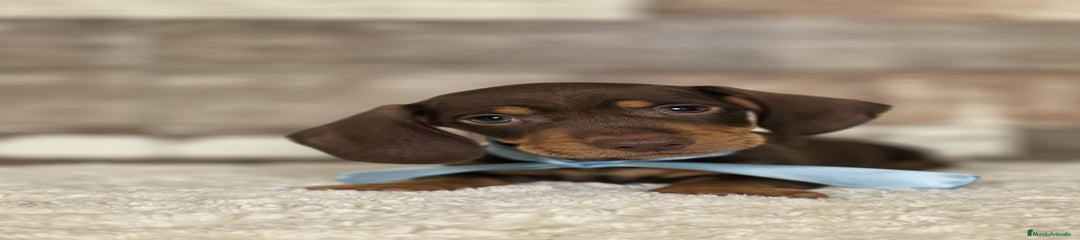 Teckel Miniatura Cachorro 4