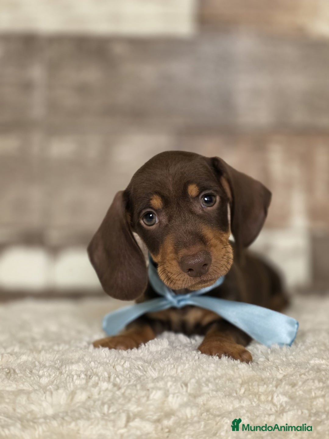 Teckel Miniatura perros en venta: TECKEL MINIATURA Y KANINCHEN - Imagen 2