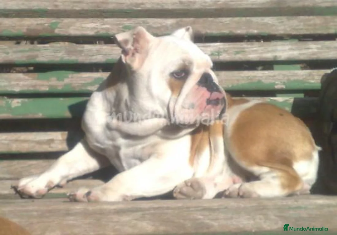 Imagen de galería {{count}}