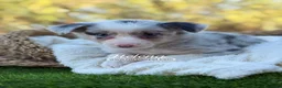 Border Collie perros en venta: BORDER COLLIE MERLE HEMBRA - Anuncio 7