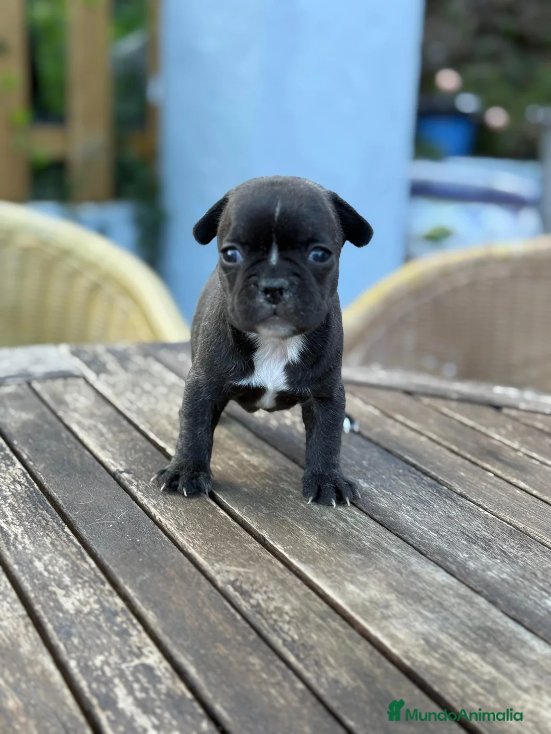 Bulldog Francés perros en venta: Bulldog francés negrita preciosa  - Anuncio 1