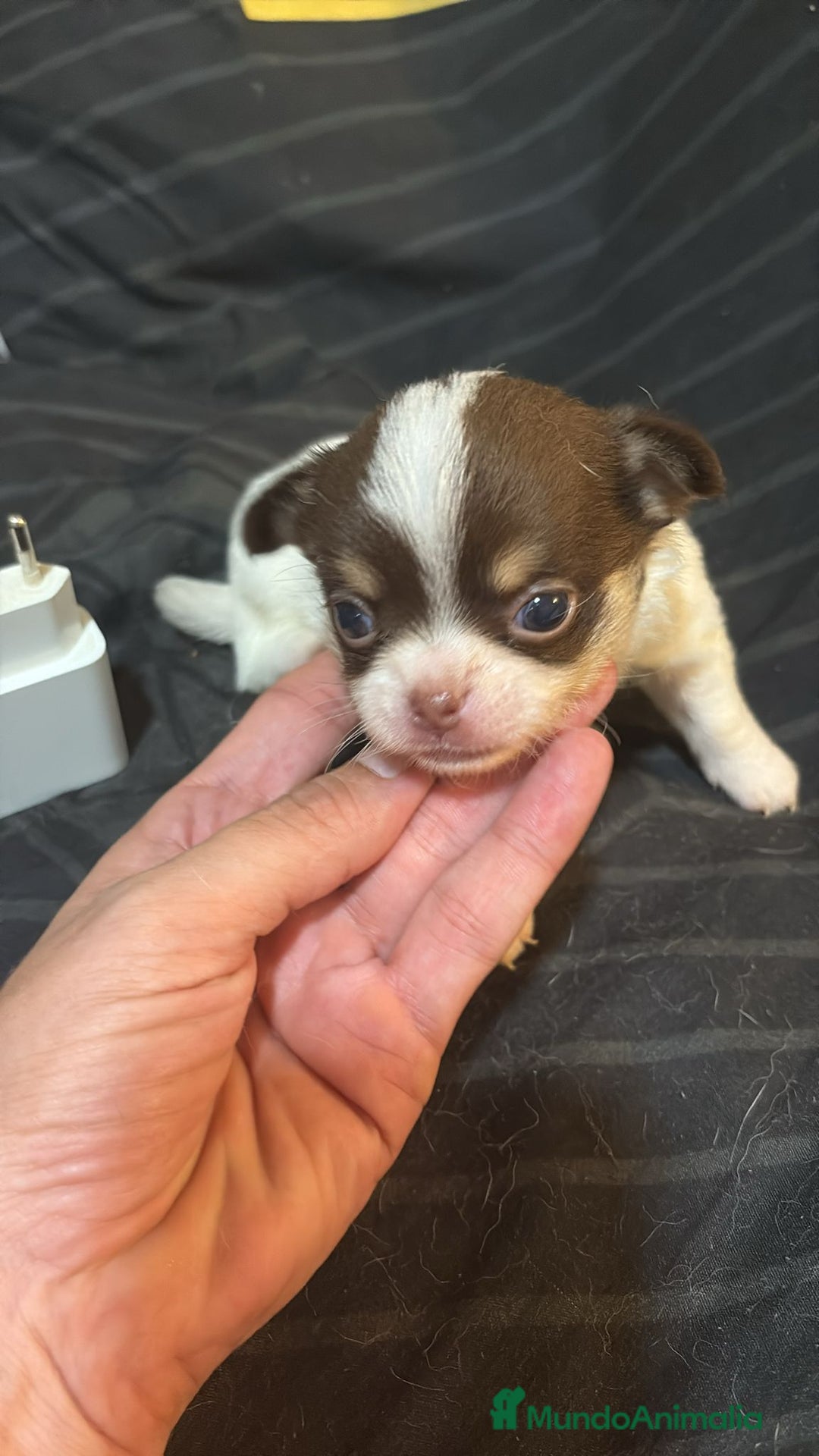 Chihuahua perros en venta: Chihuahua toy rusos - Imagen 1