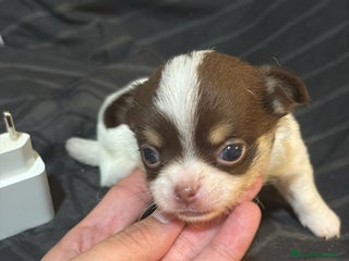 Chihuahua perros - Anuncio 21