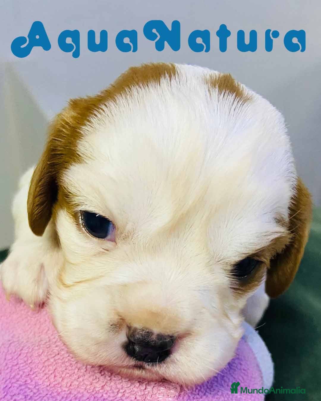Cavalier King Charles Spaniel perros en venta: Cavalier King Macho de Moly y Nanu - AQUANATURA en Barcelona - Imagen 3