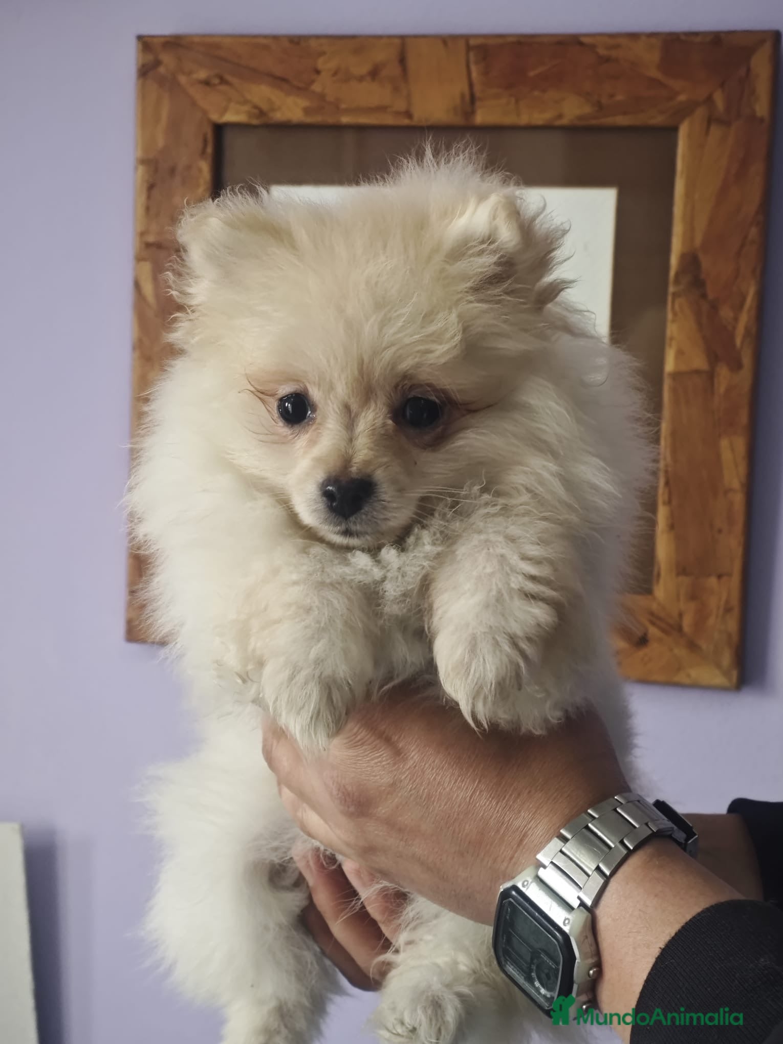 Pomerania perros POMERANIA LULU crema osito - Anuncio 1