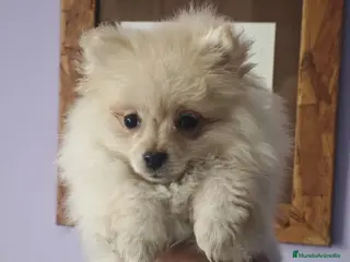 Pomerania perros en venta: POMERANIA LULU crema osito - Anuncio 2