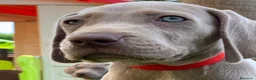 Weimaraner perros en venta: BRACO DE WEIMAR CACHORROS DE CALIDAD - Anuncio 4