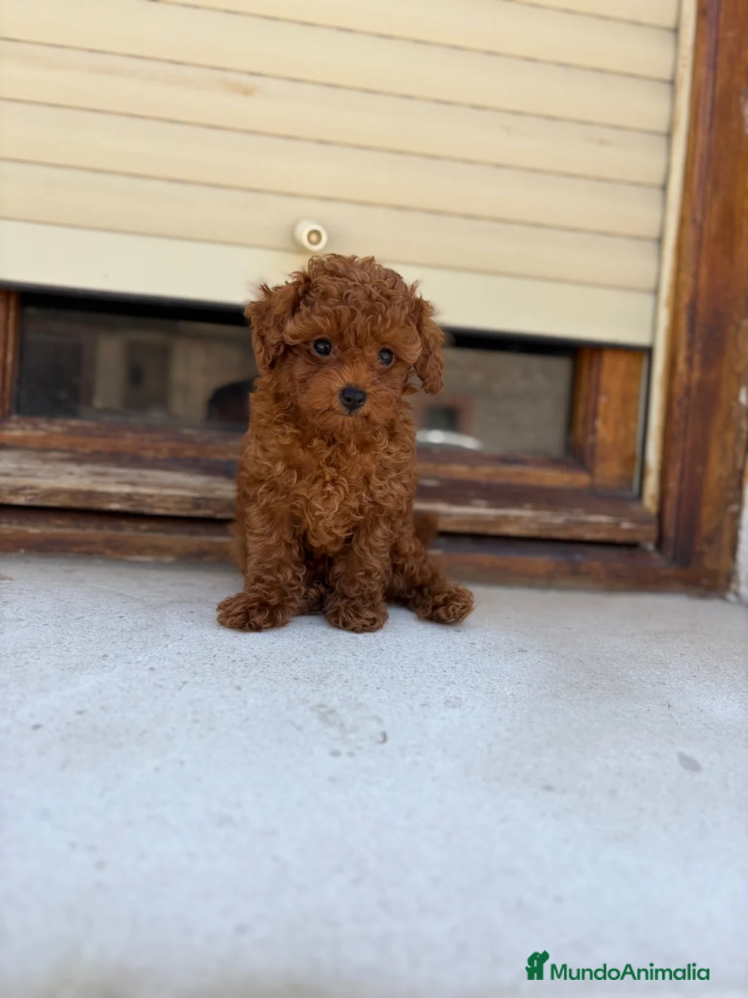 Caniche Toy perros en venta: Caniche Toy rojo - Anuncio 2
