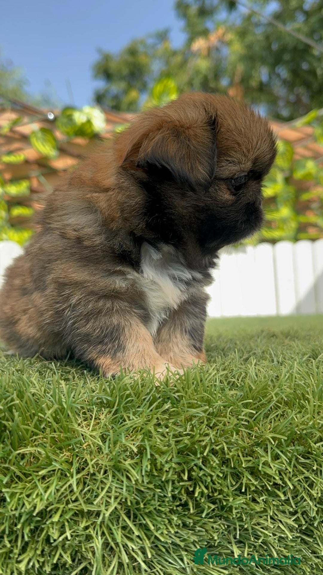 Pekinés perros en venta: PEKINES IMPERIAL HEMBRA - Imagen 2