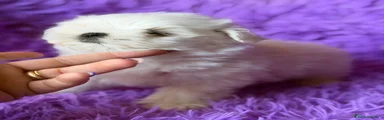 Bichón Maltés 4