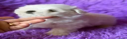 Bichón Maltés perros en venta: BICHÓN MALTES COREANO LOS MÁS PEQUEÑOS - Anuncio 9